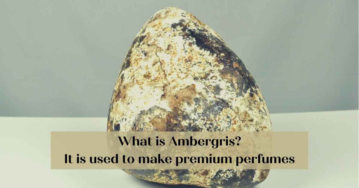 Do you know whale vomit perfume? Ambergris Perfume